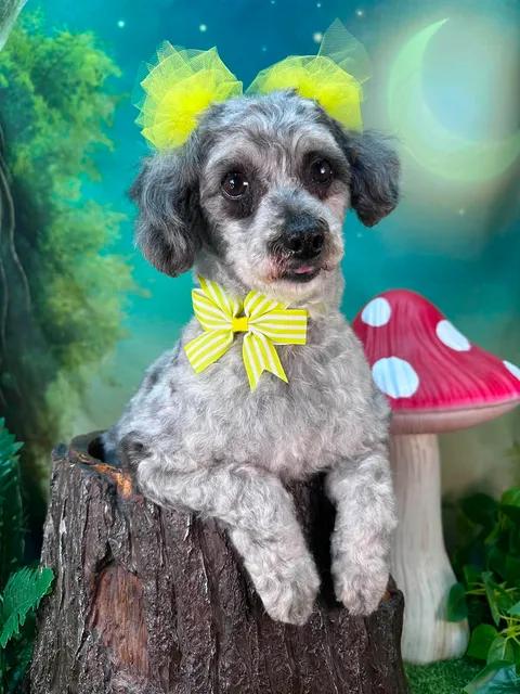 Maggie, adopted, Adult Female Miniature Poodle.