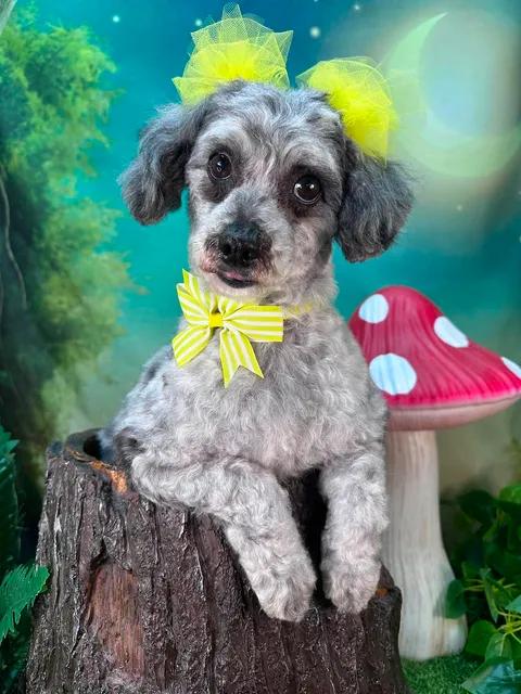 Maggie, an adopted mixed breed in Winchester, KY image 2/4