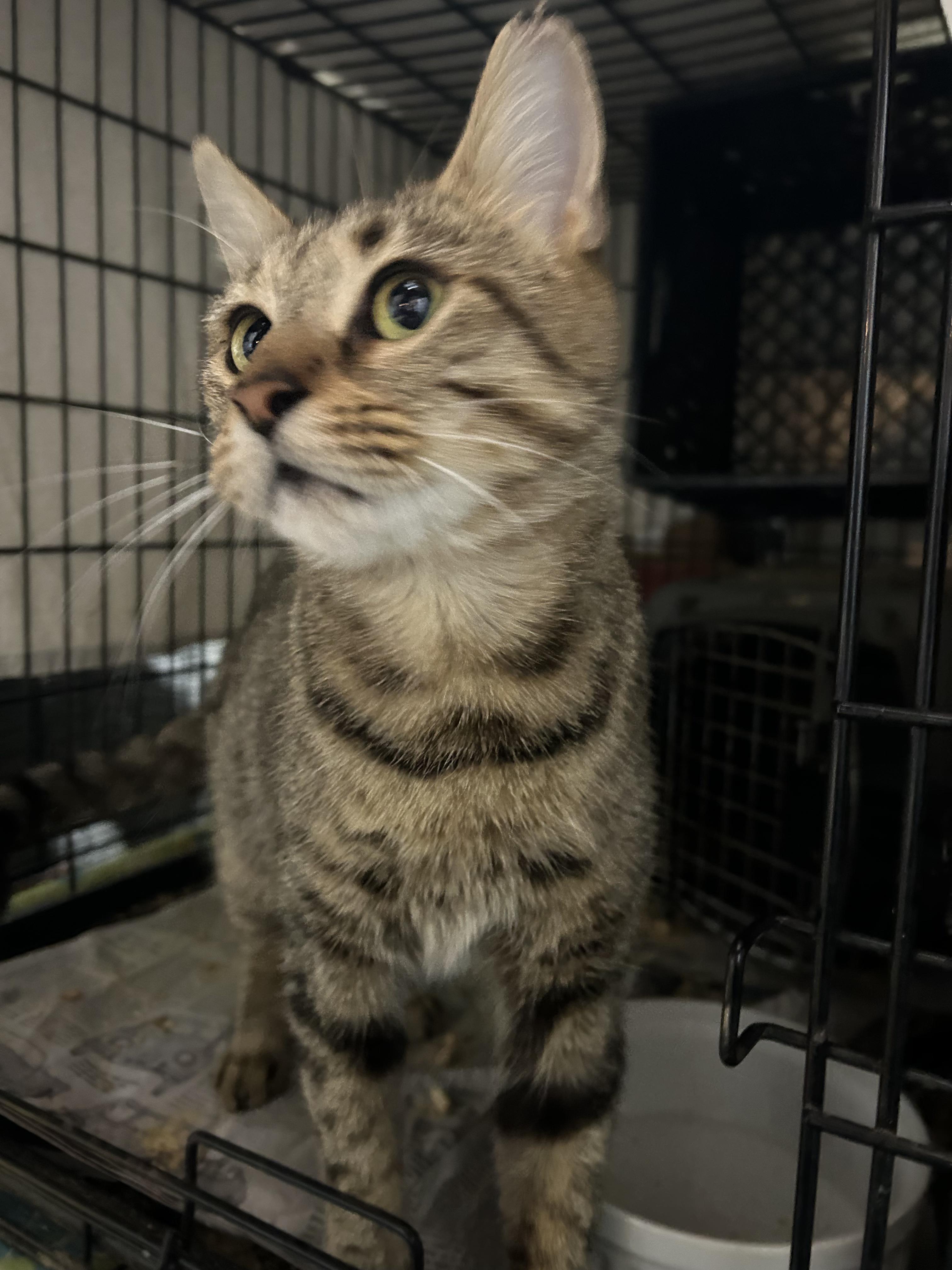 Enlarge Torx, an adopted Domestic Short Hair in South Euclid, OH image 1/6