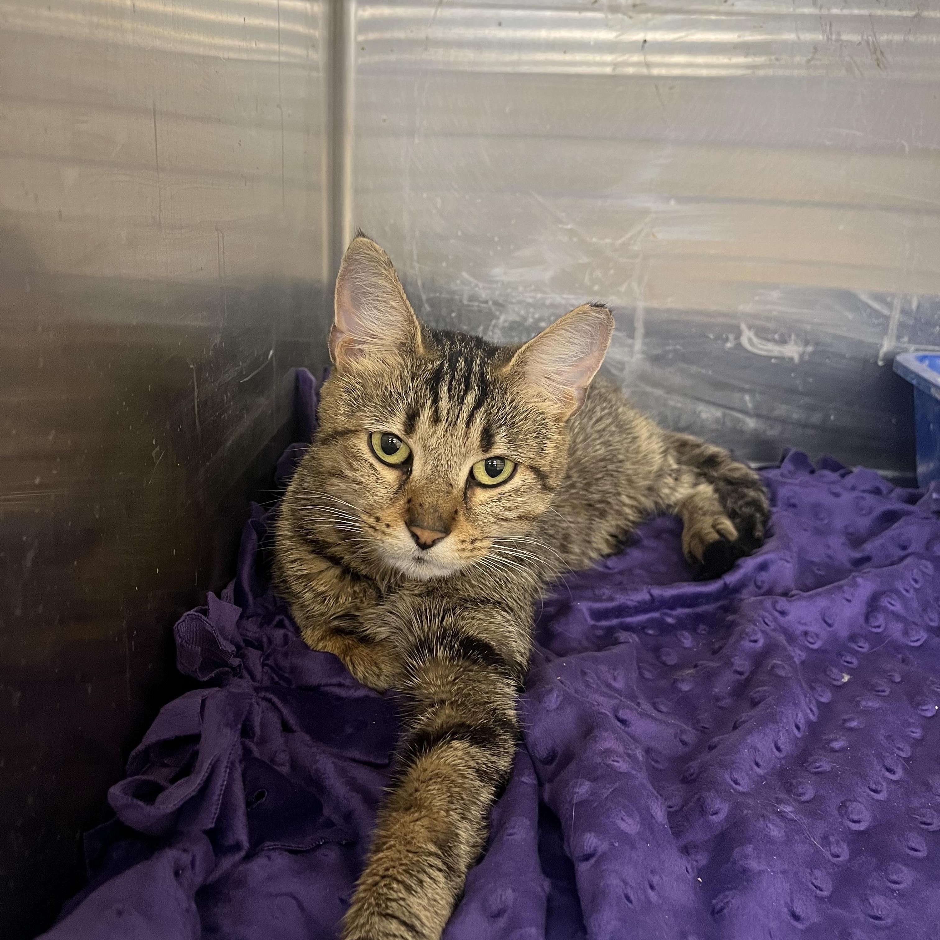 Enlarge Torx, an adopted Domestic Short Hair in South Euclid, OH image 2/6