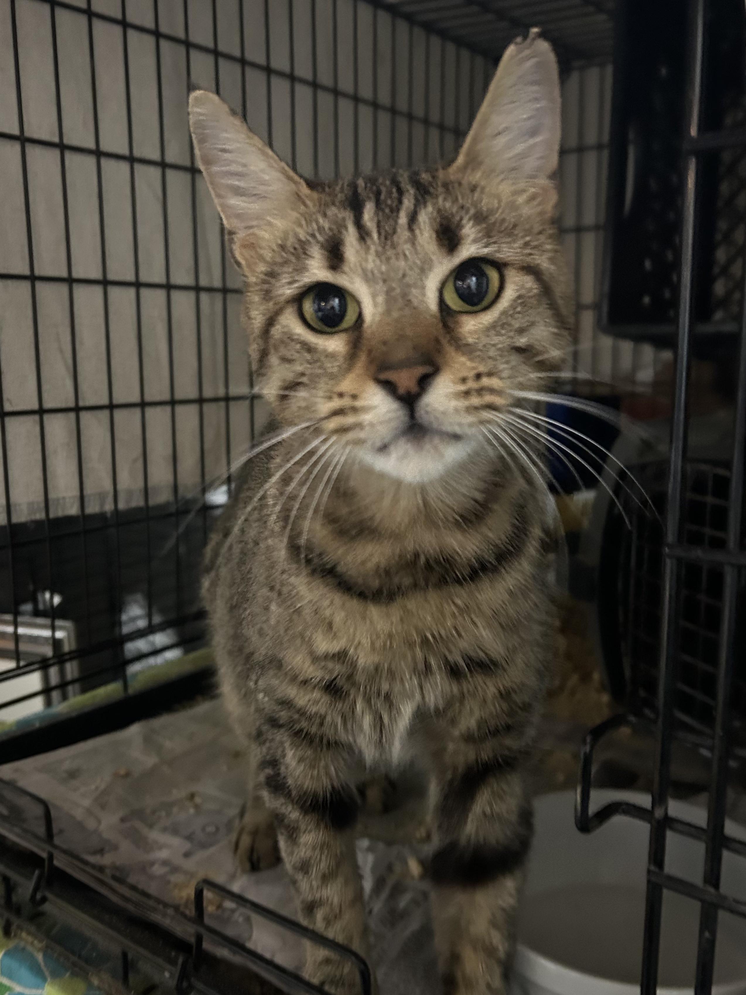 Enlarge Torx, an adopted Domestic Short Hair in South Euclid, OH image 3/6