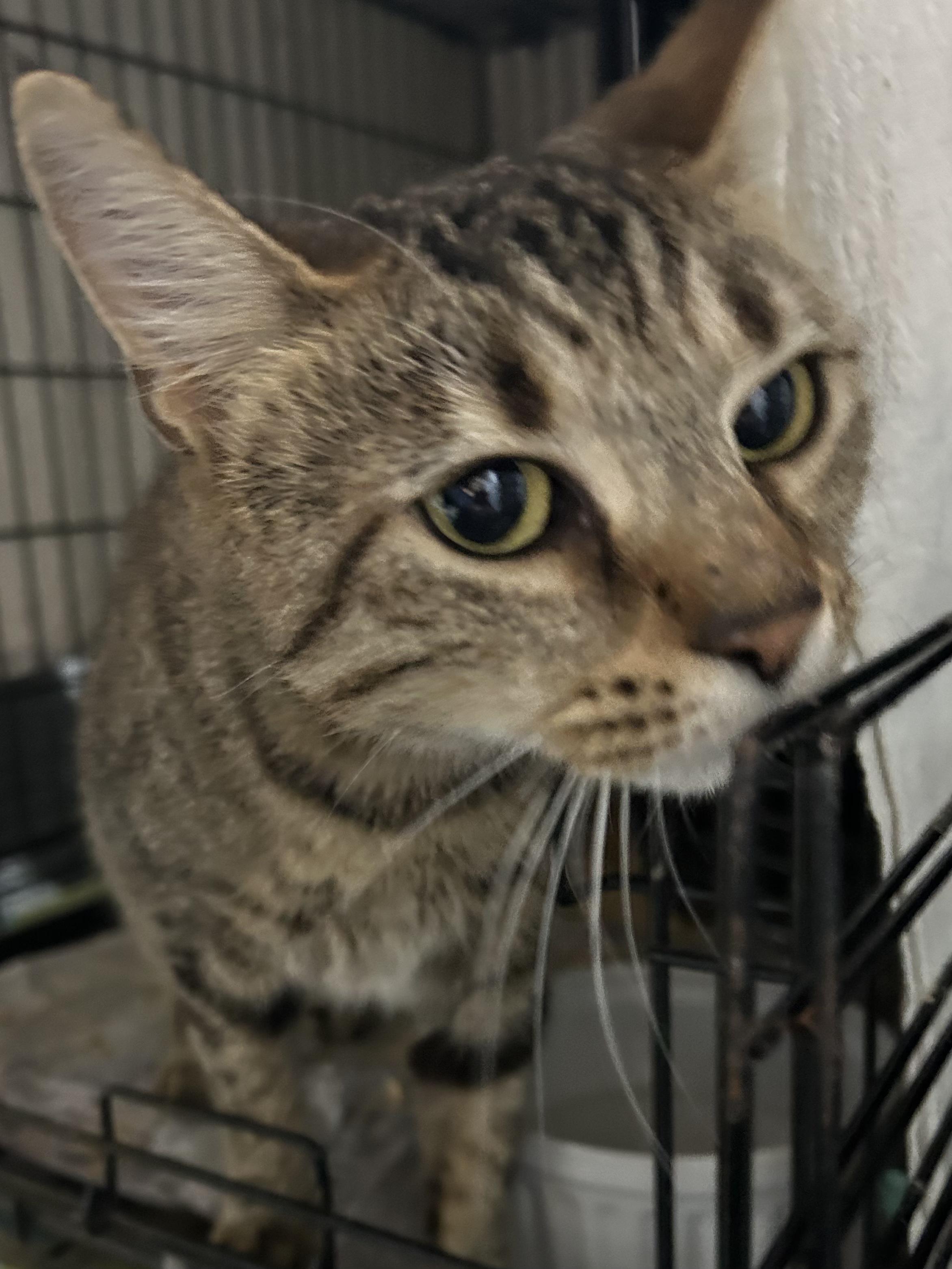 Enlarge Torx, an adopted Domestic Short Hair in South Euclid, OH image 4/6