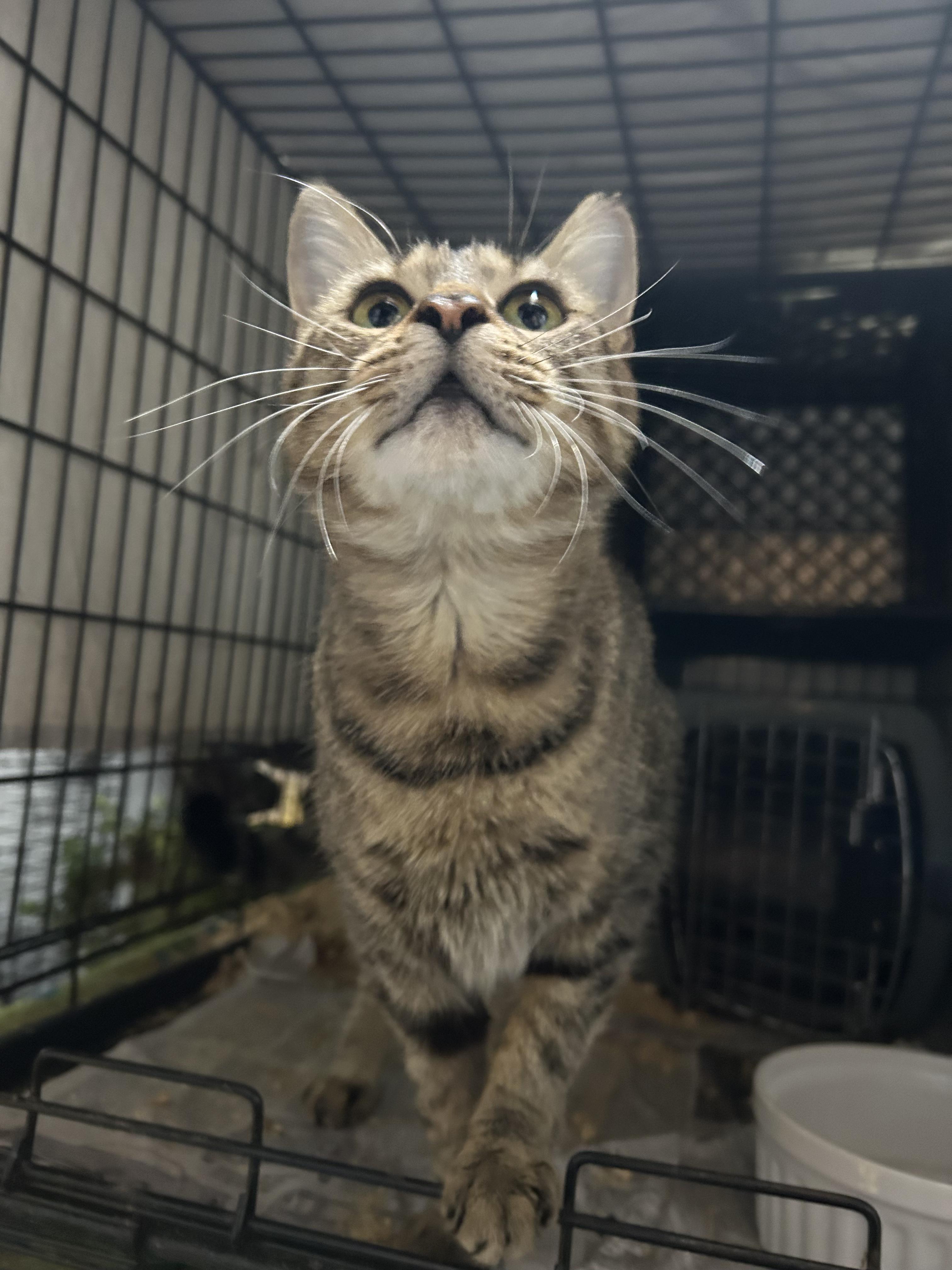 Enlarge Torx, an adopted Domestic Short Hair in South Euclid, OH image 5/6