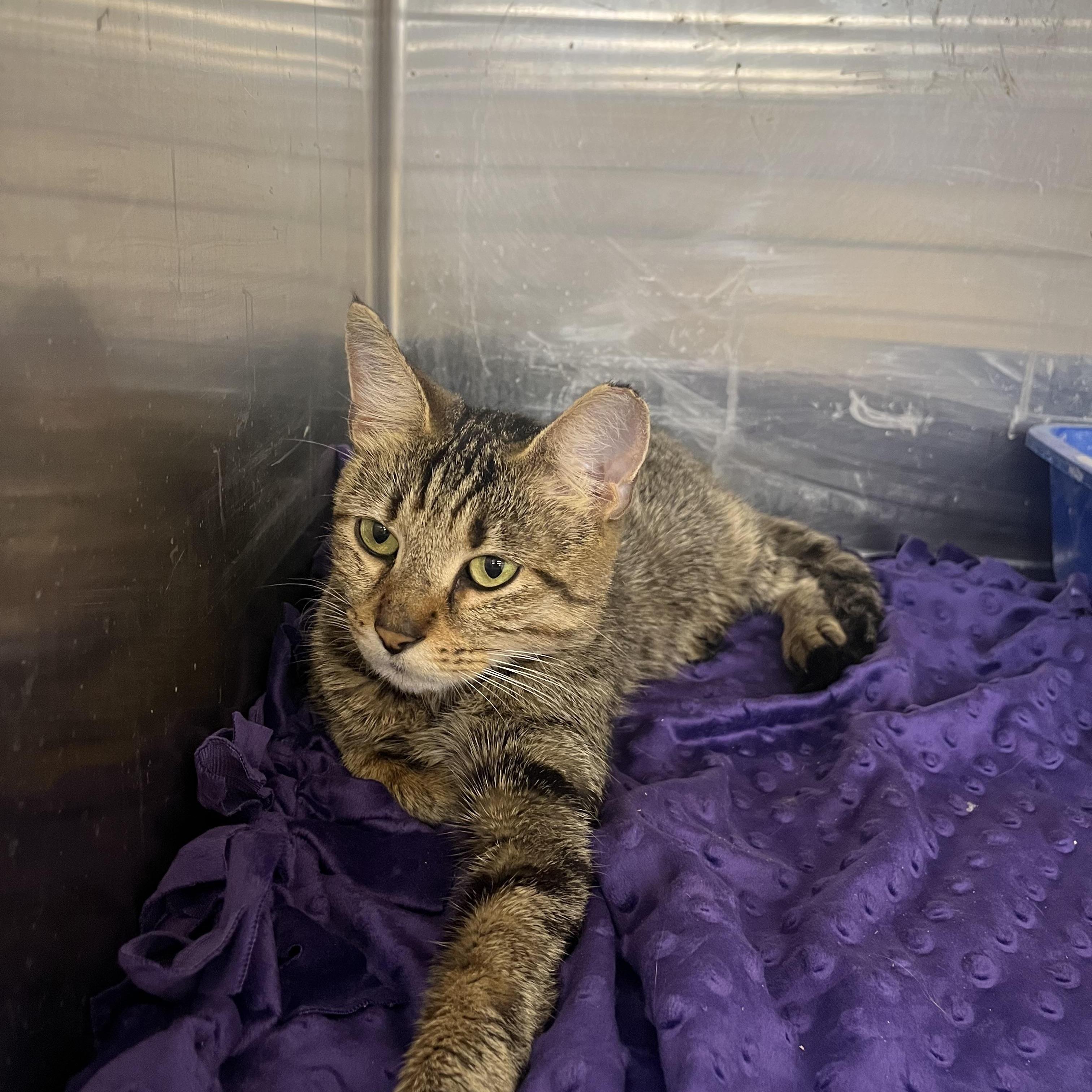 Enlarge Torx, an adopted Domestic Short Hair in South Euclid, OH image 6/6