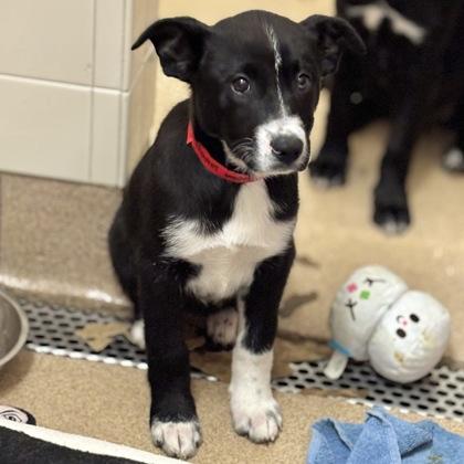 Enlarge Beignet, a Adoptable mixed breed in San Francisco, CA image 1/3