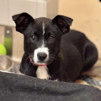 Enlarge Beignet, a Adoptable mixed breed in San Francisco, CA image 2/3