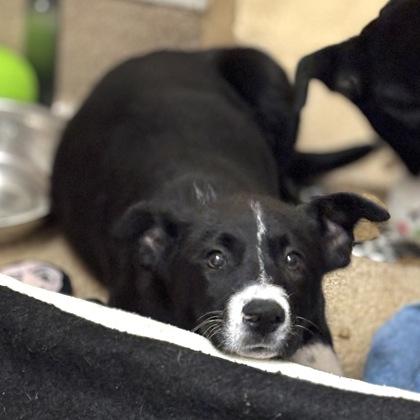 Enlarge Beignet, a Adoptable mixed breed in San Francisco, CA image 3/3