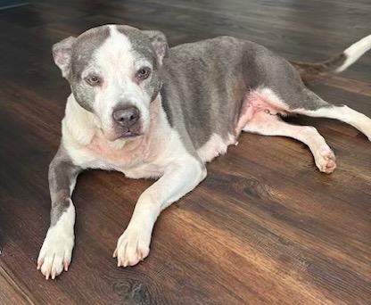Cindy Lou, Adoptable, Adult Female American Staffordshire Terrier.