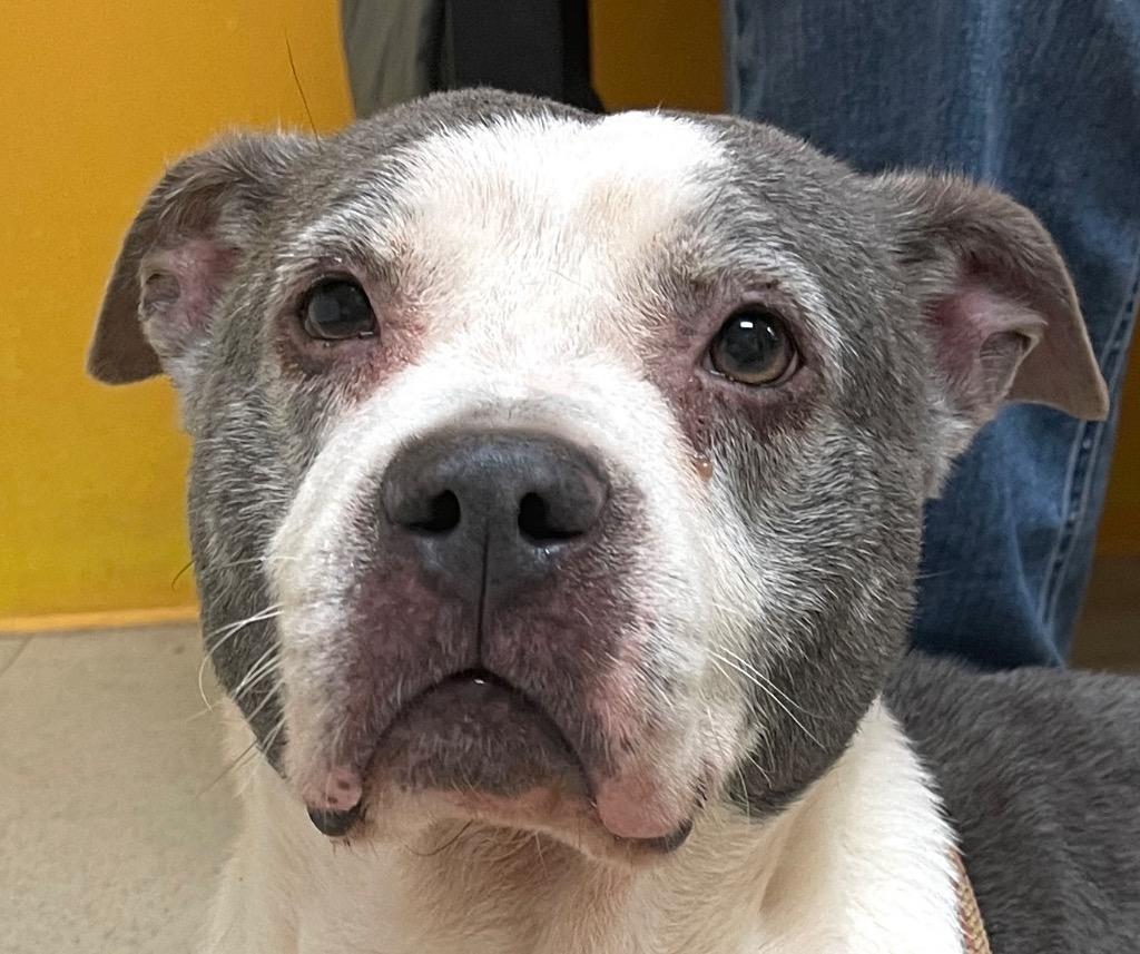 Enlarge Cindy Lou, a Adoptable American Staffordshire Terrier in Newnan, GA image 1/5