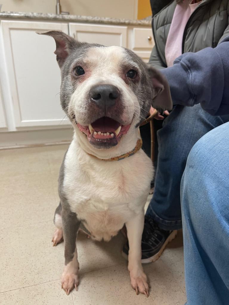 Enlarge Cindy Lou, a Adoptable American Staffordshire Terrier in Newnan, GA image 2/5