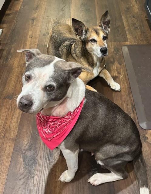 Enlarge Cindy Lou, a Adoptable American Staffordshire Terrier in Newnan, GA image 3/5