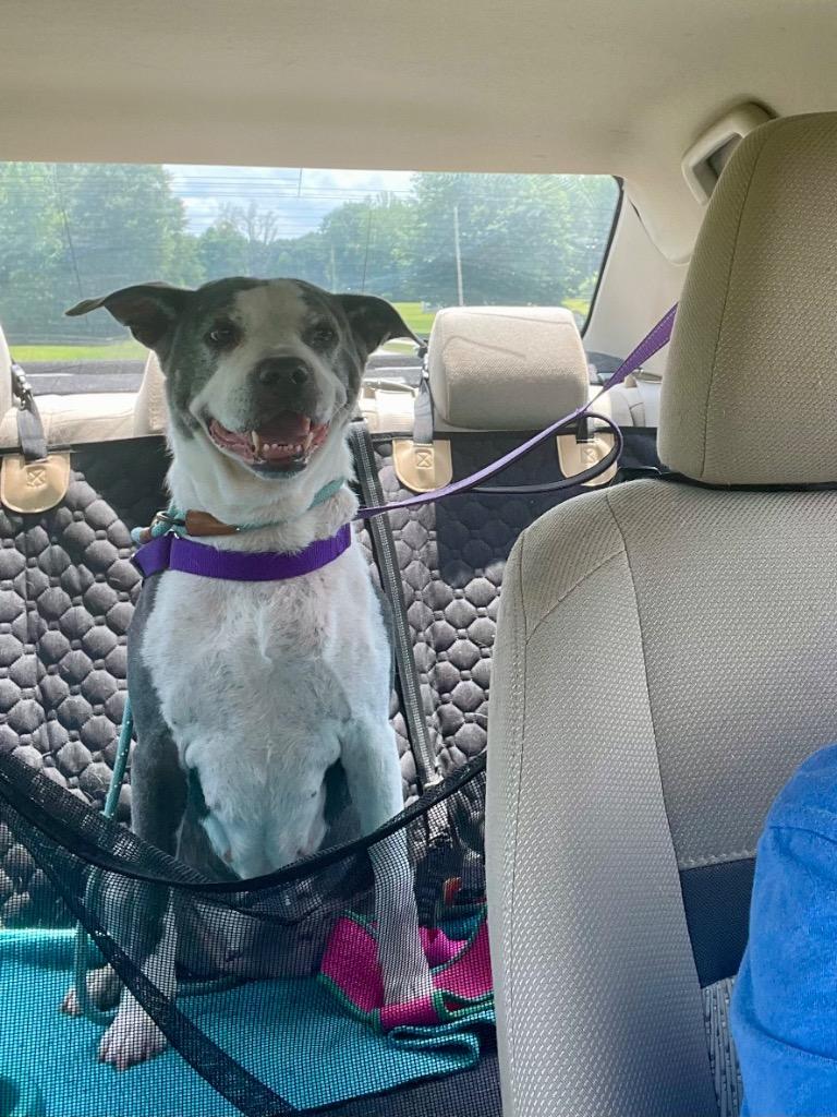 Enlarge Cindy Lou, a Adoptable American Staffordshire Terrier in Newnan, GA image 4/5