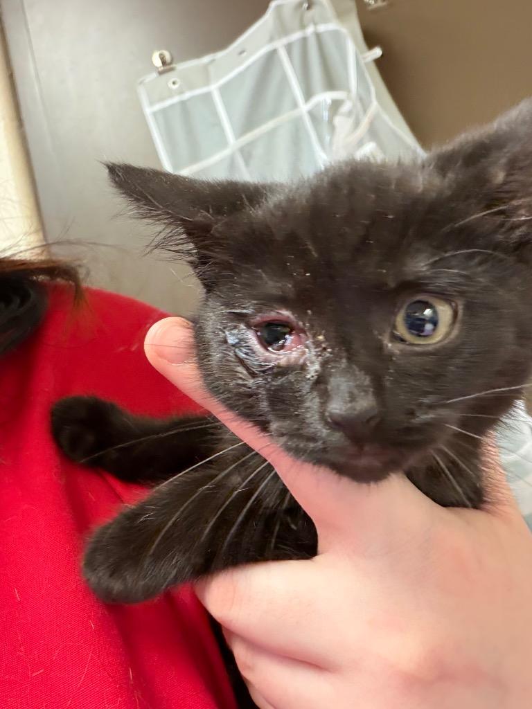 CLARE, Adopted, Kitten Female Domestic Short Hair.