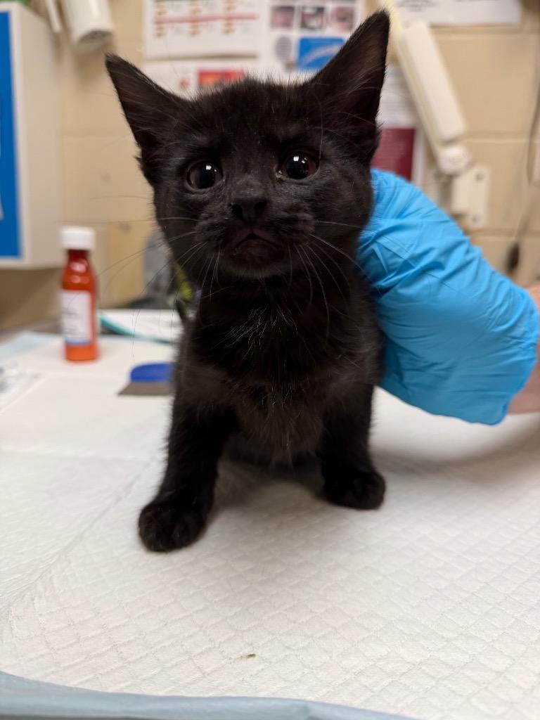 Enlarge CLARE, a Adopted mixed breed in Wintersville, OH image 2/3