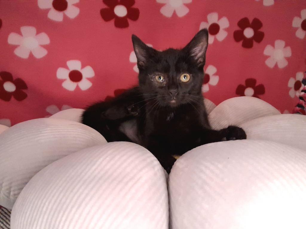 Enlarge CLARE, a Adopted mixed breed in Wintersville, OH image 3/3