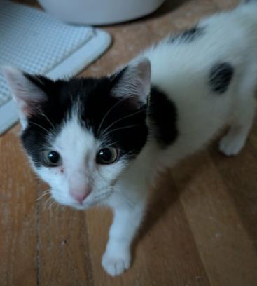 Felix, ADOPTABLE, Kitten Male Domestic Short Hair.