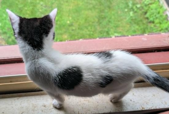 Enlarge Felix, a ADOPTABLE Domestic Short Hair in Battle Creek, MI image 2/3