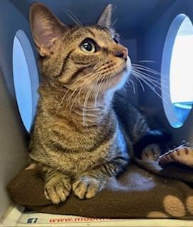 Hazelnut, Adoptable, Adult Male Domestic Short Hair.