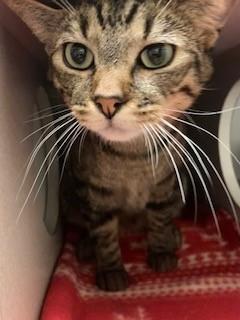 Enlarge Hazelnut, a Adoptable Domestic Short Hair in Mason City, IA image 1/1