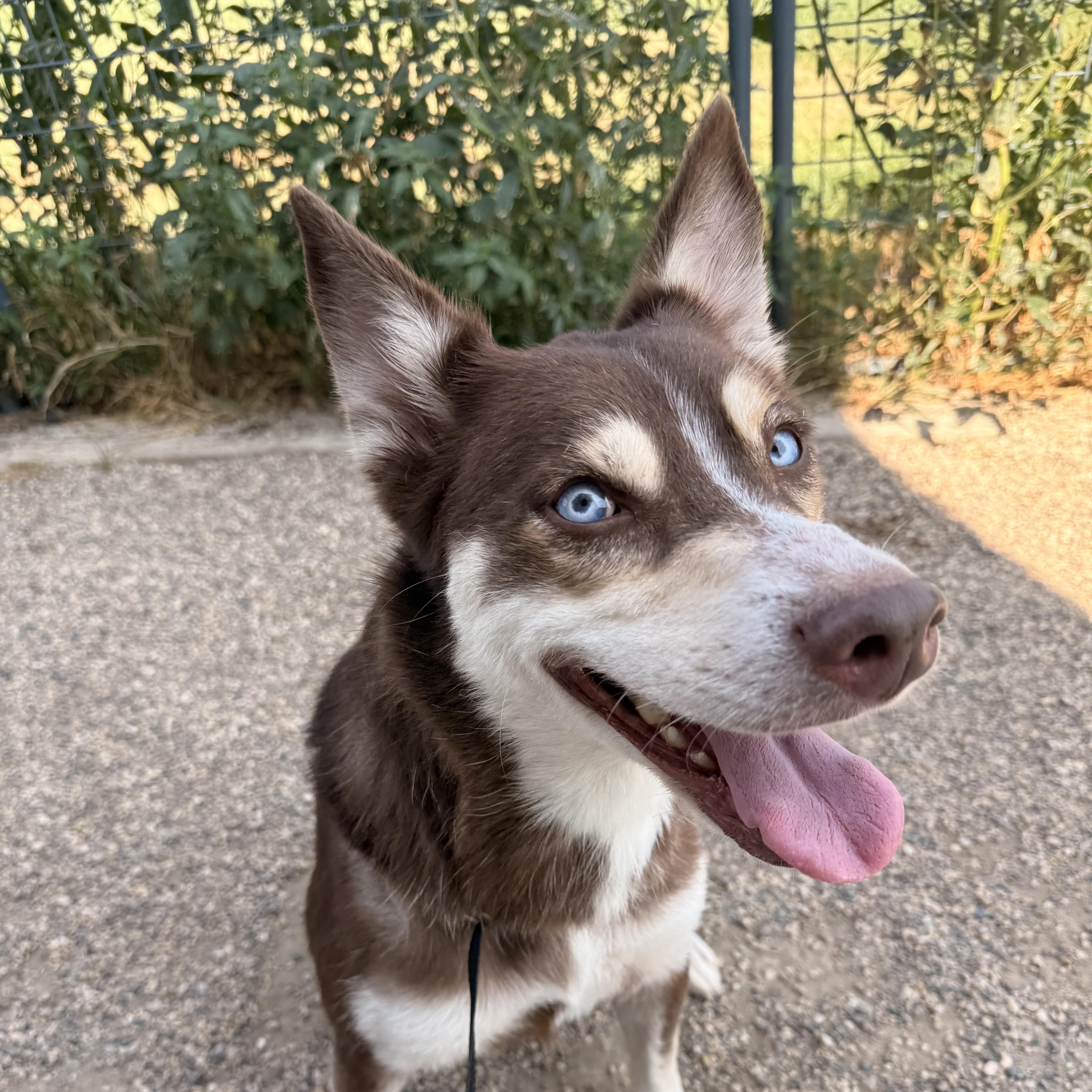 Enlarge Georgia Peach, a Adopted mixed breed in Spencer, IA image 1/3