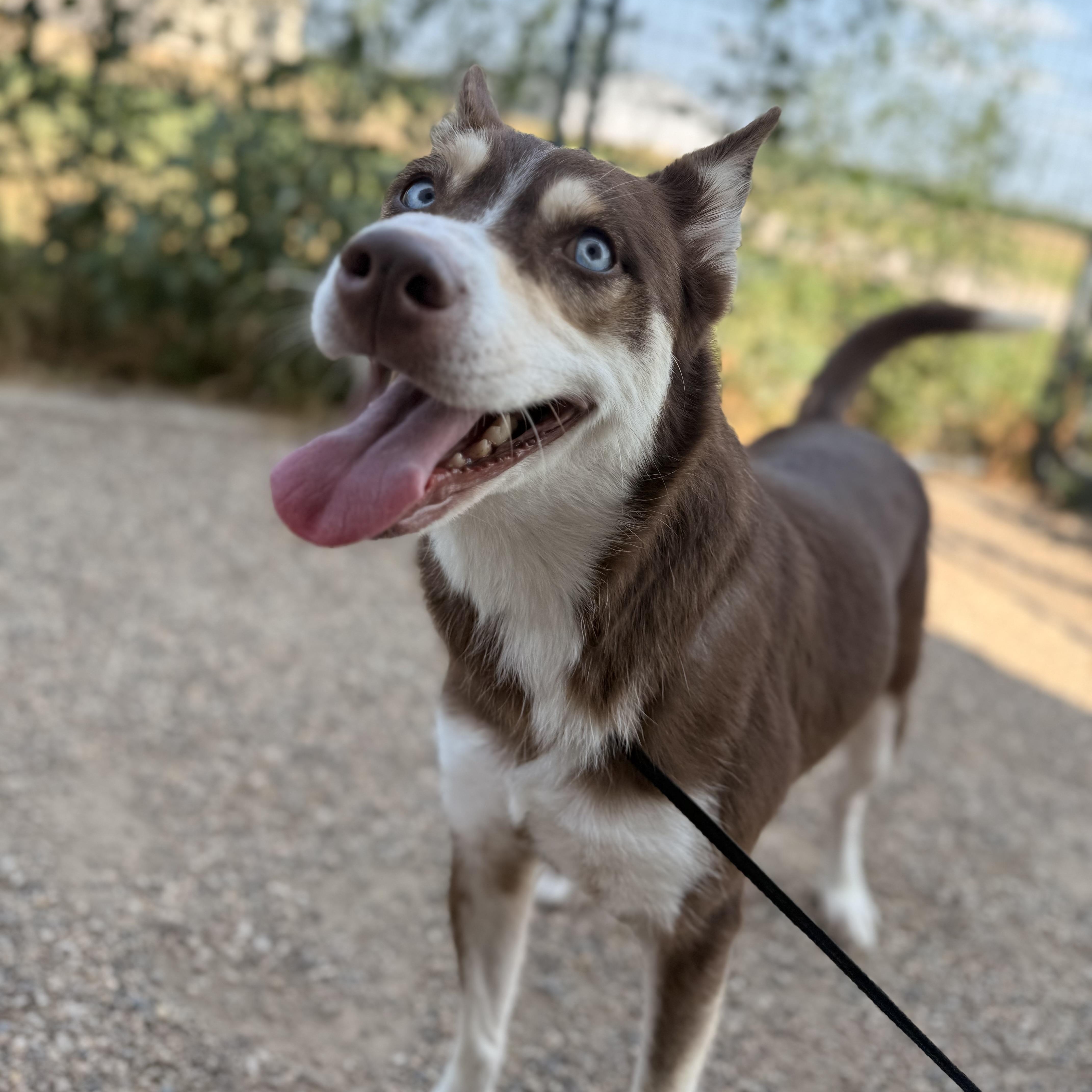 Enlarge Georgia Peach, a Adopted mixed breed in Spencer, IA image 2/3