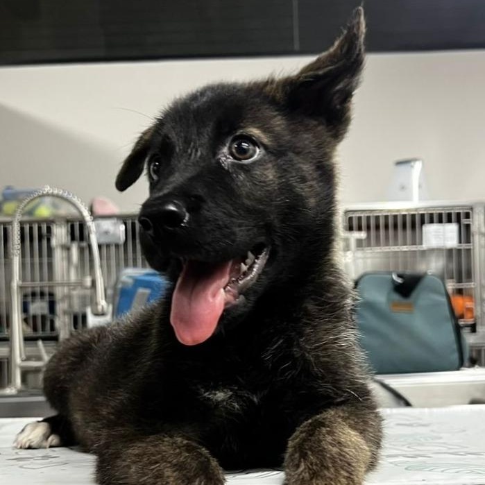 Aster, a Adoptable mixed breed in Blaine, WA image 4/5