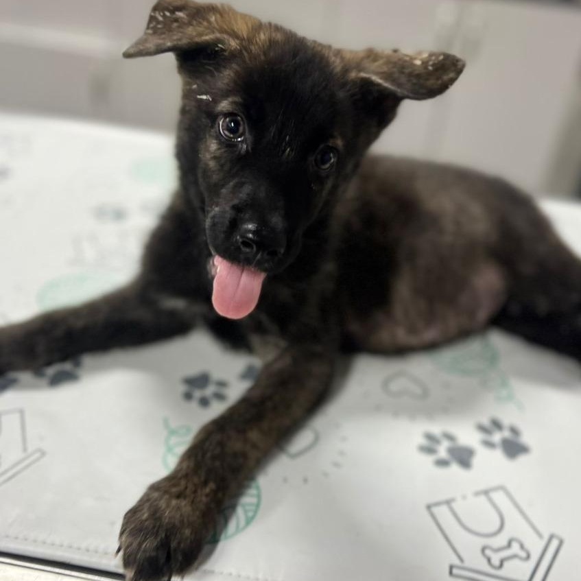 Aster, a Adoptable mixed breed in Blaine, WA image 5/5