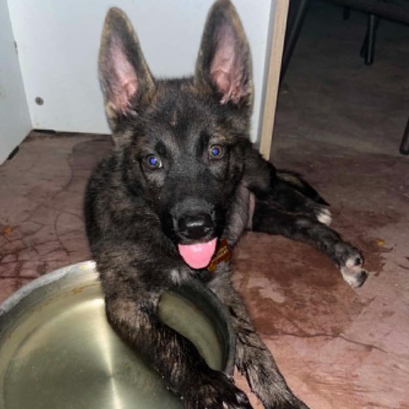 Aster, a Adoptable mixed breed in Blaine, WA image 3/5