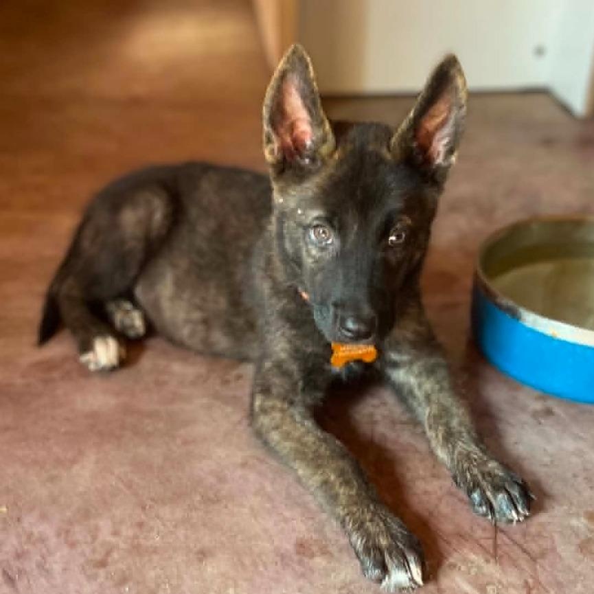 Aster, a Adoptable mixed breed in Blaine, WA image 2/5