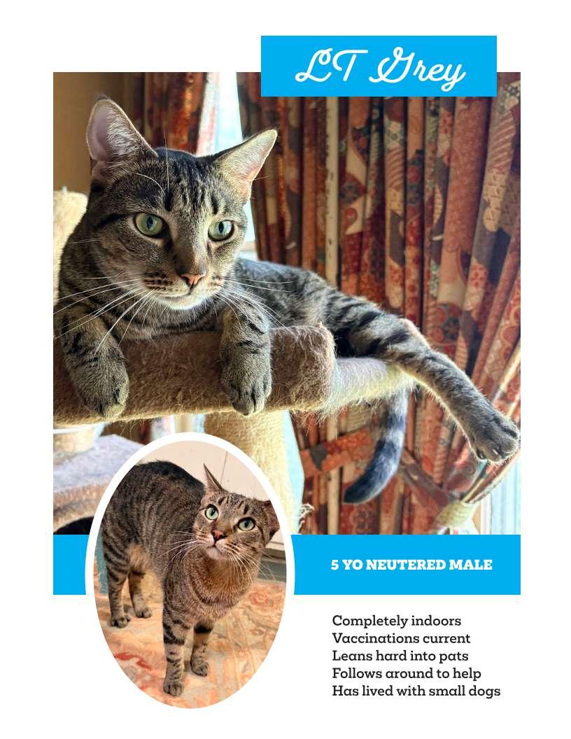 Enlarge Grey--handsome man, a ADOPTABLE Domestic Short Hair in Franklin, TN image 1/1