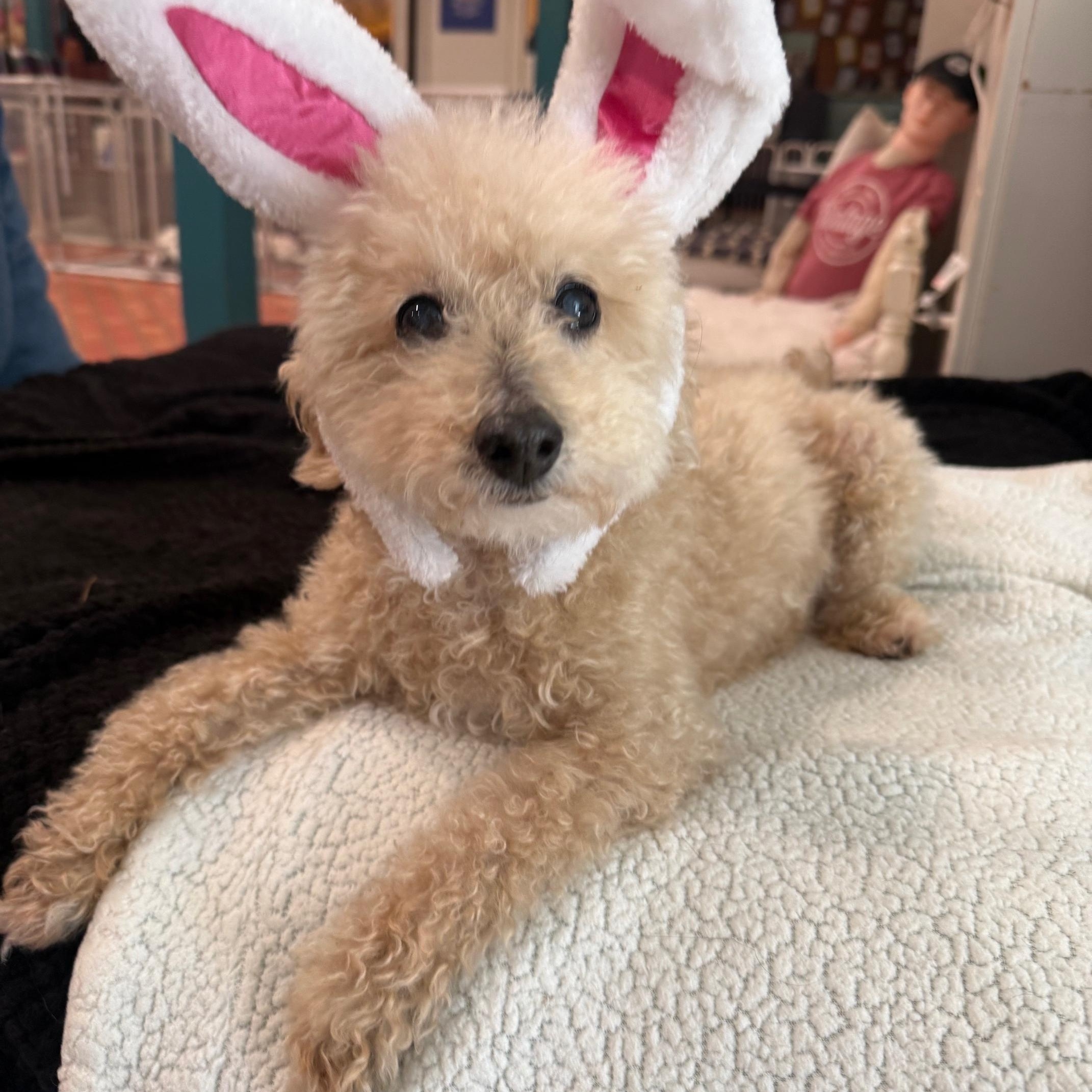 Enlarge Perseus, a ADOPTABLE Miniature Poodle in Foster, RI image 2/4