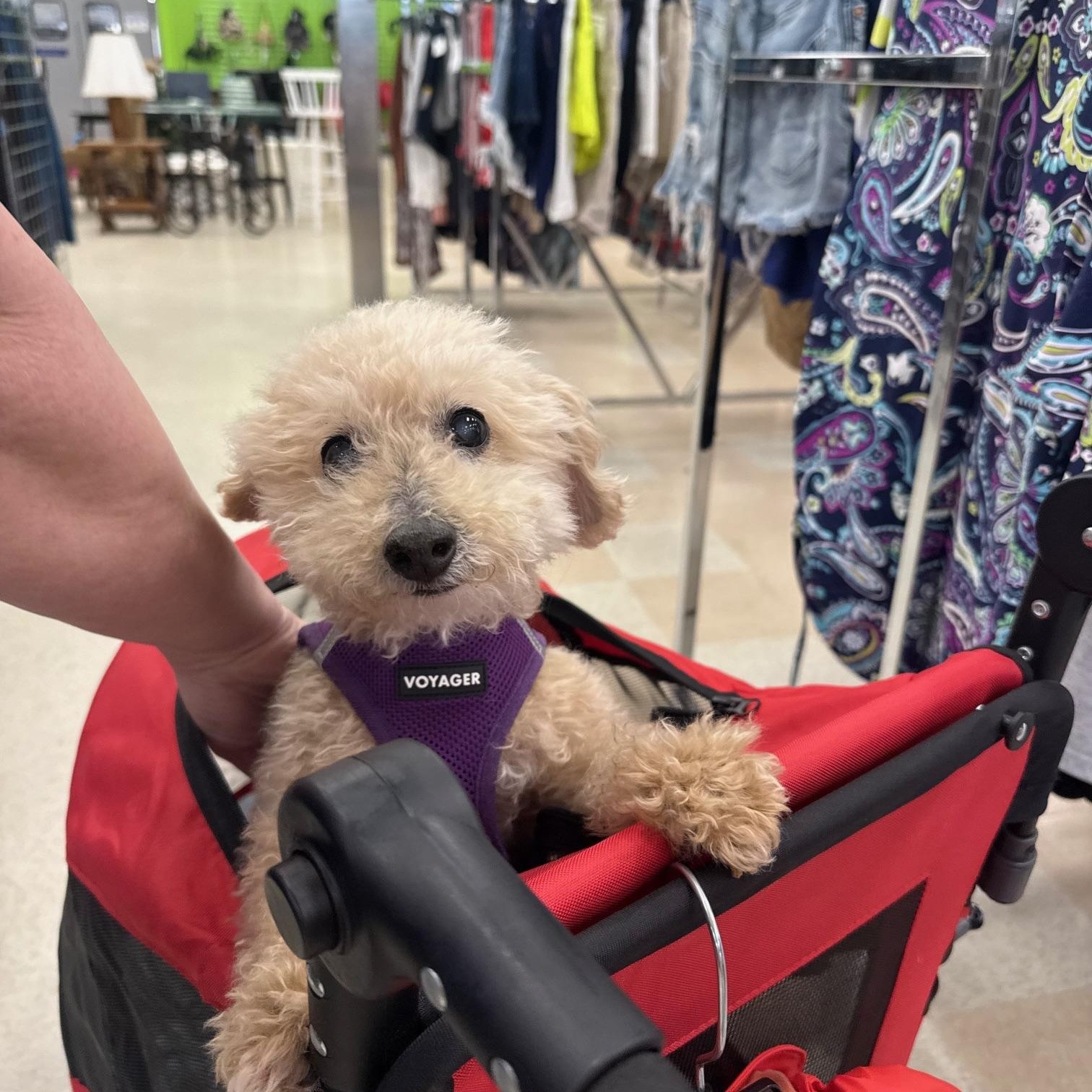 Enlarge Perseus, a ADOPTABLE Miniature Poodle in Foster, RI image 3/4