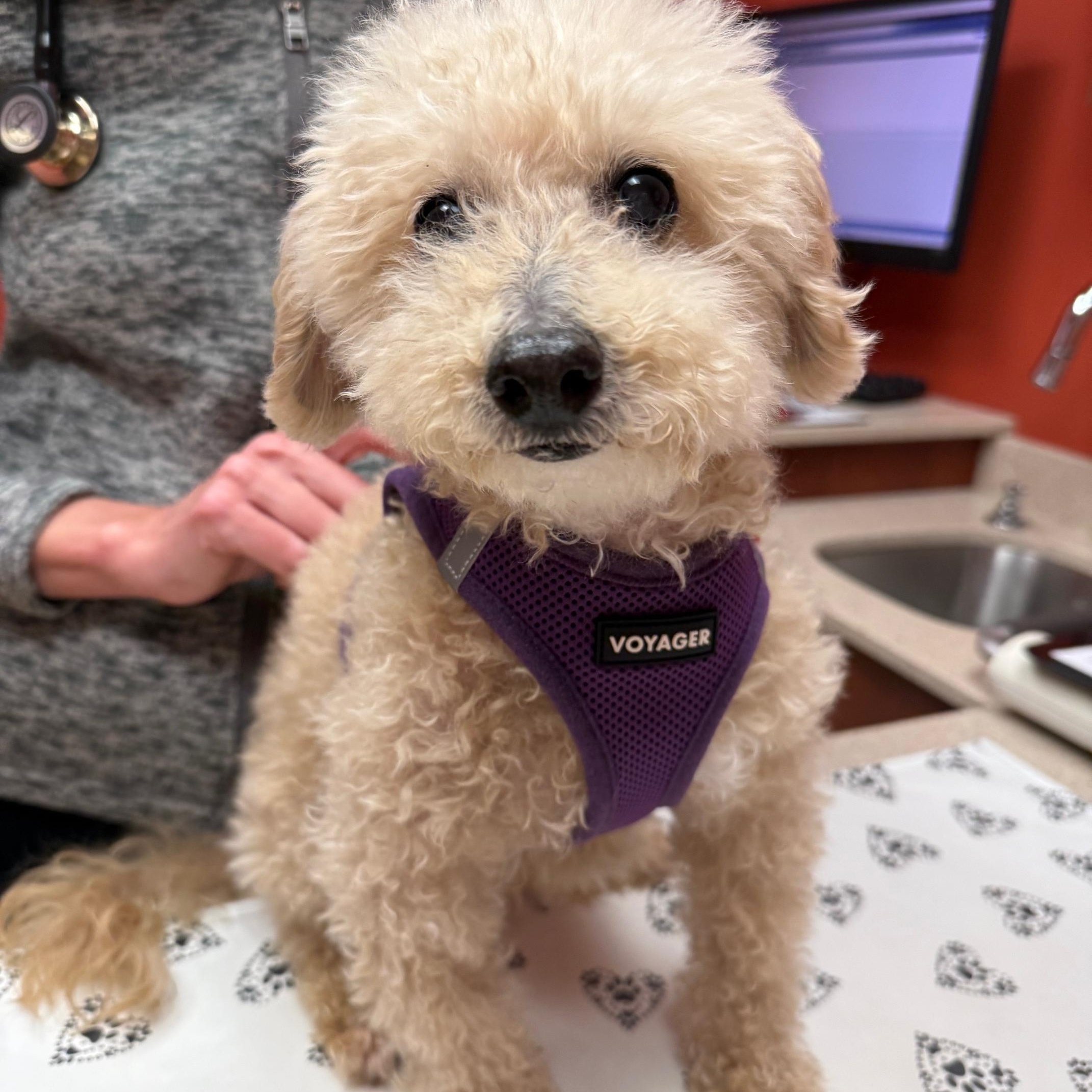 Perseus, ADOPTABLE, Senior Male Miniature Poodle.