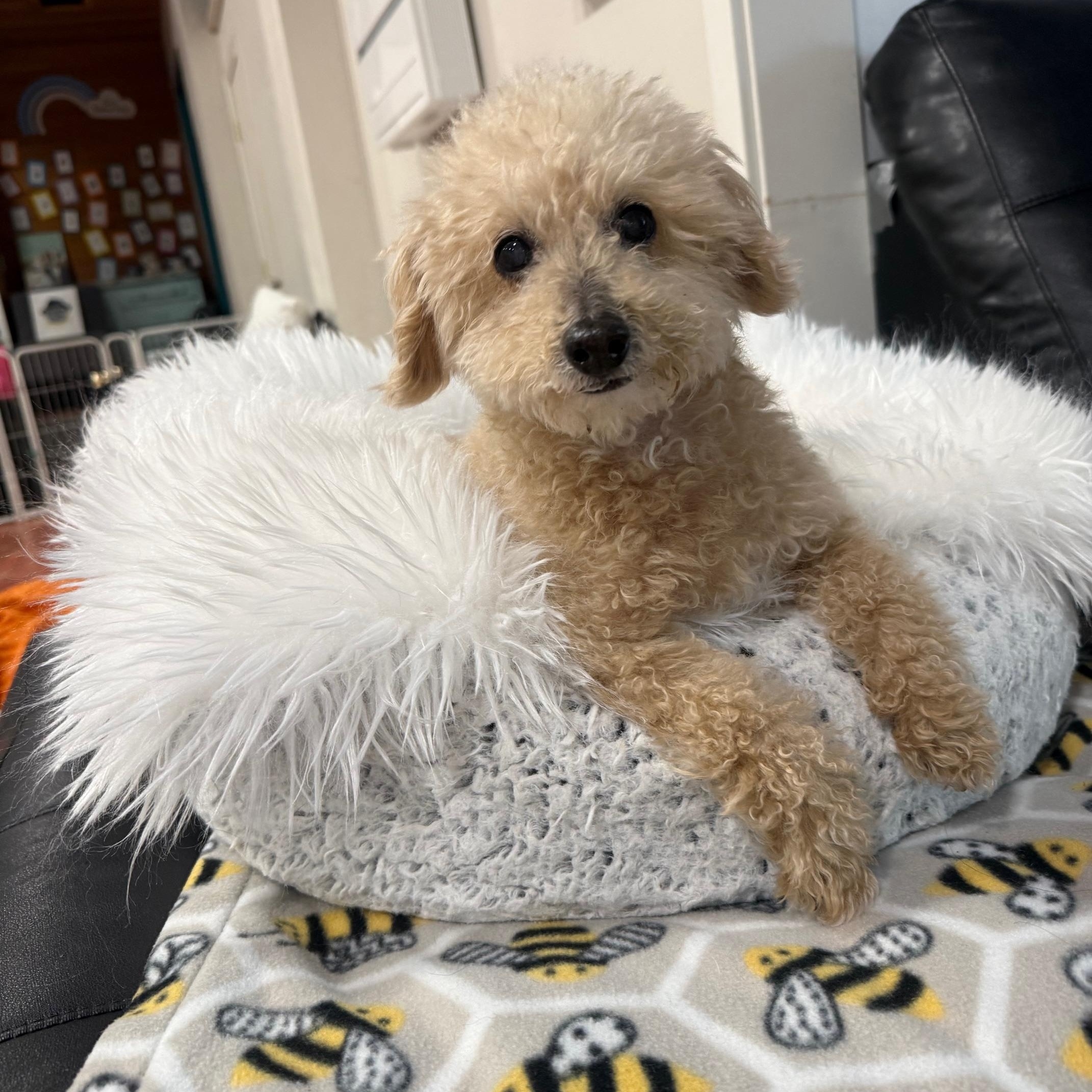 Enlarge Perseus, a ADOPTABLE Miniature Poodle in Foster, RI image 4/4