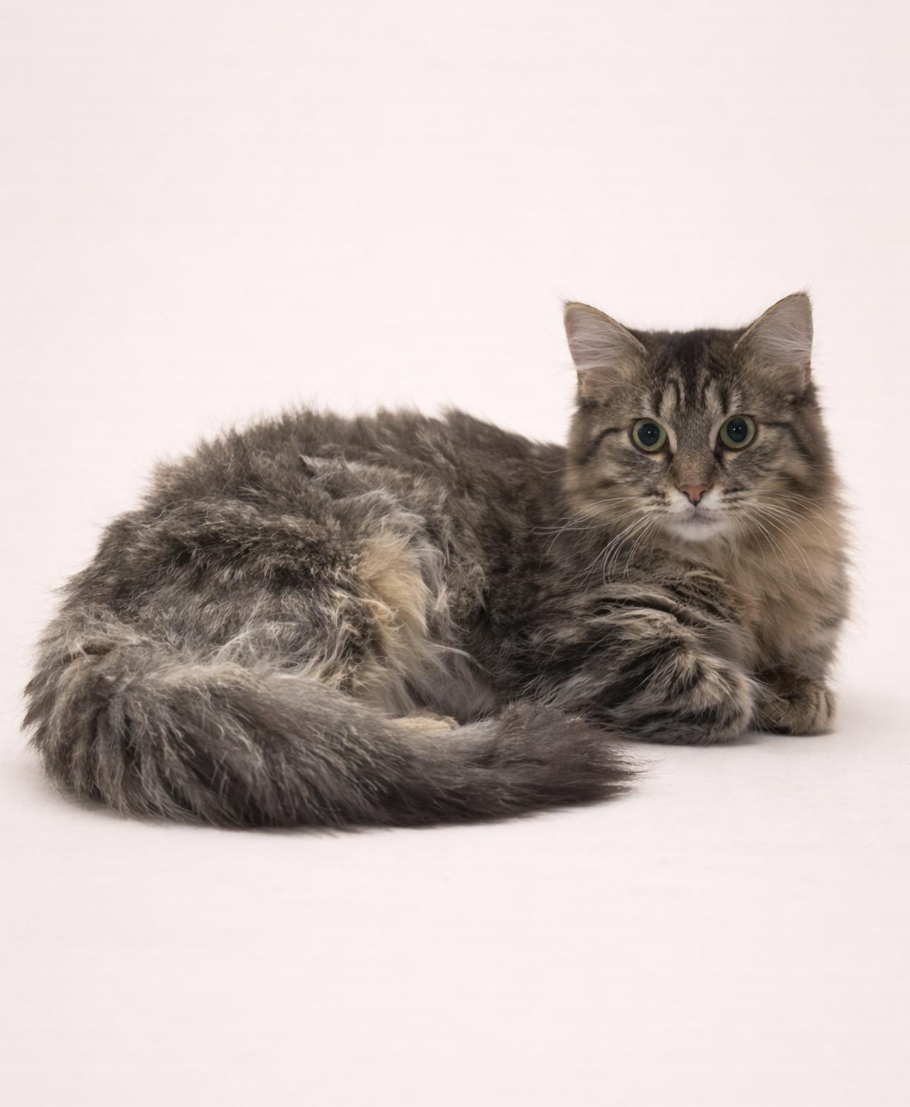 Mittens, Adoptable, Young Male Domestic Long Hair.