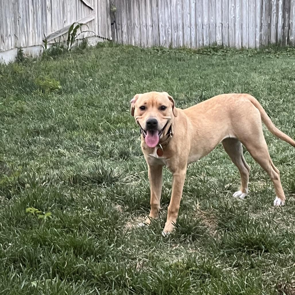 Enlarge Sunshine, a Adoptable mixed breed in Amarillo, TX image 1/5