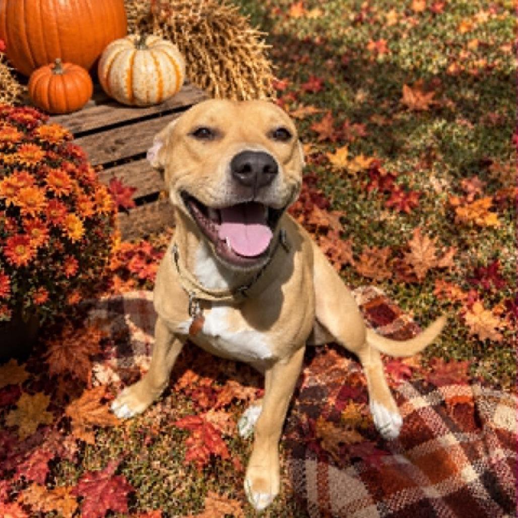 Enlarge Sunshine, a Adoptable mixed breed in Amarillo, TX image 2/5