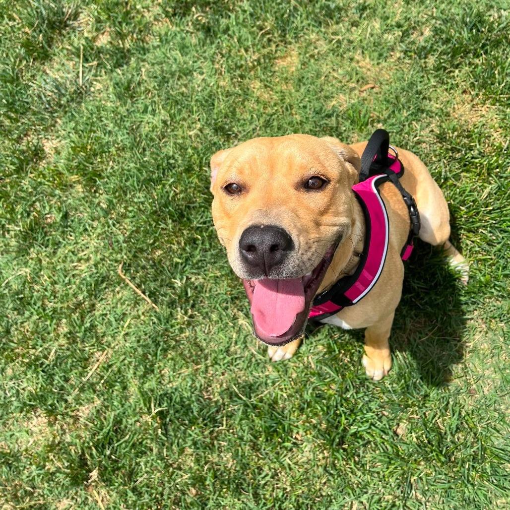 Enlarge Sunshine, a Adoptable mixed breed in Amarillo, TX image 3/5