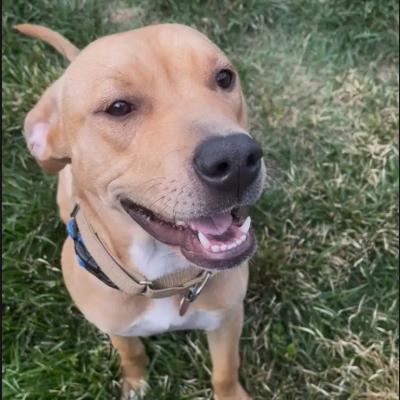 Enlarge Sunshine, a Adoptable mixed breed in Amarillo, TX image 4/5