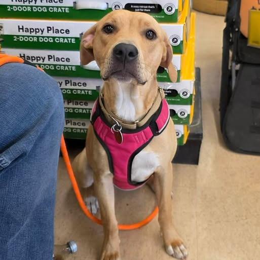 Enlarge Sunshine, a Adoptable mixed breed in Amarillo, TX image 5/5