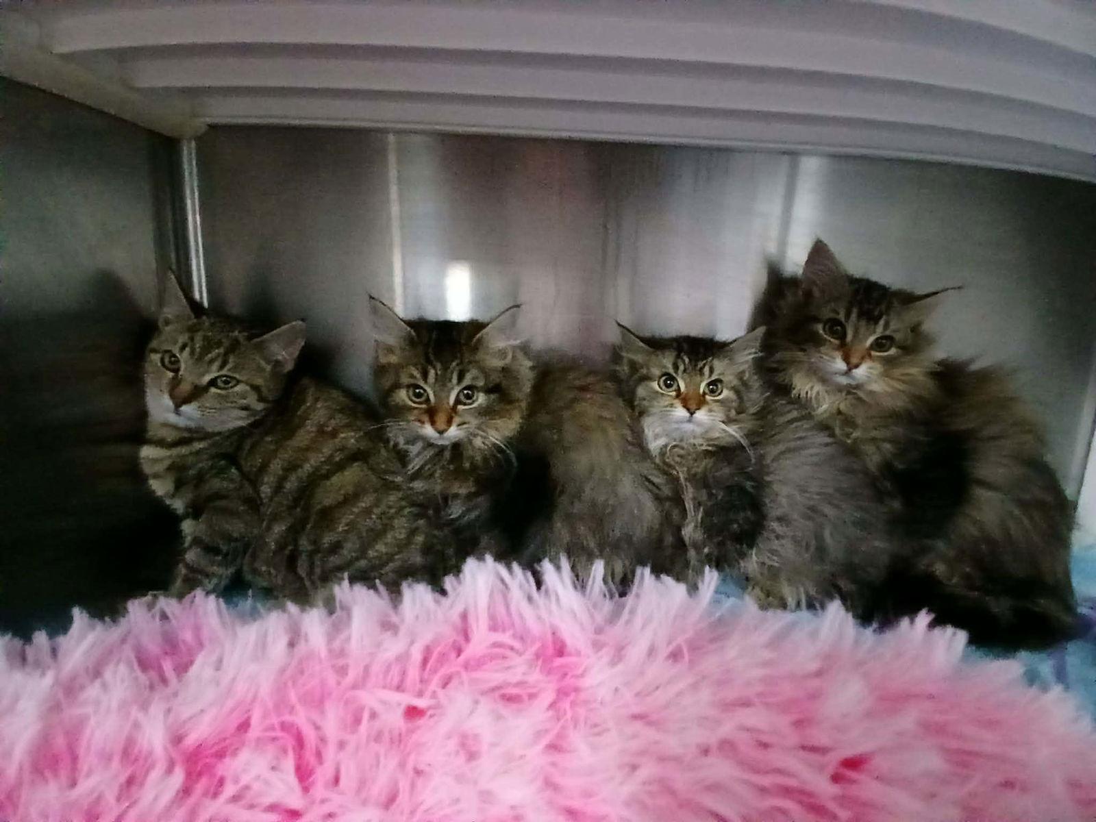 Enlarge Princess Teeny Taffy: Not at shelter (Jordan), a Adopted Maine Coon in Rustburg, VA image 1/3