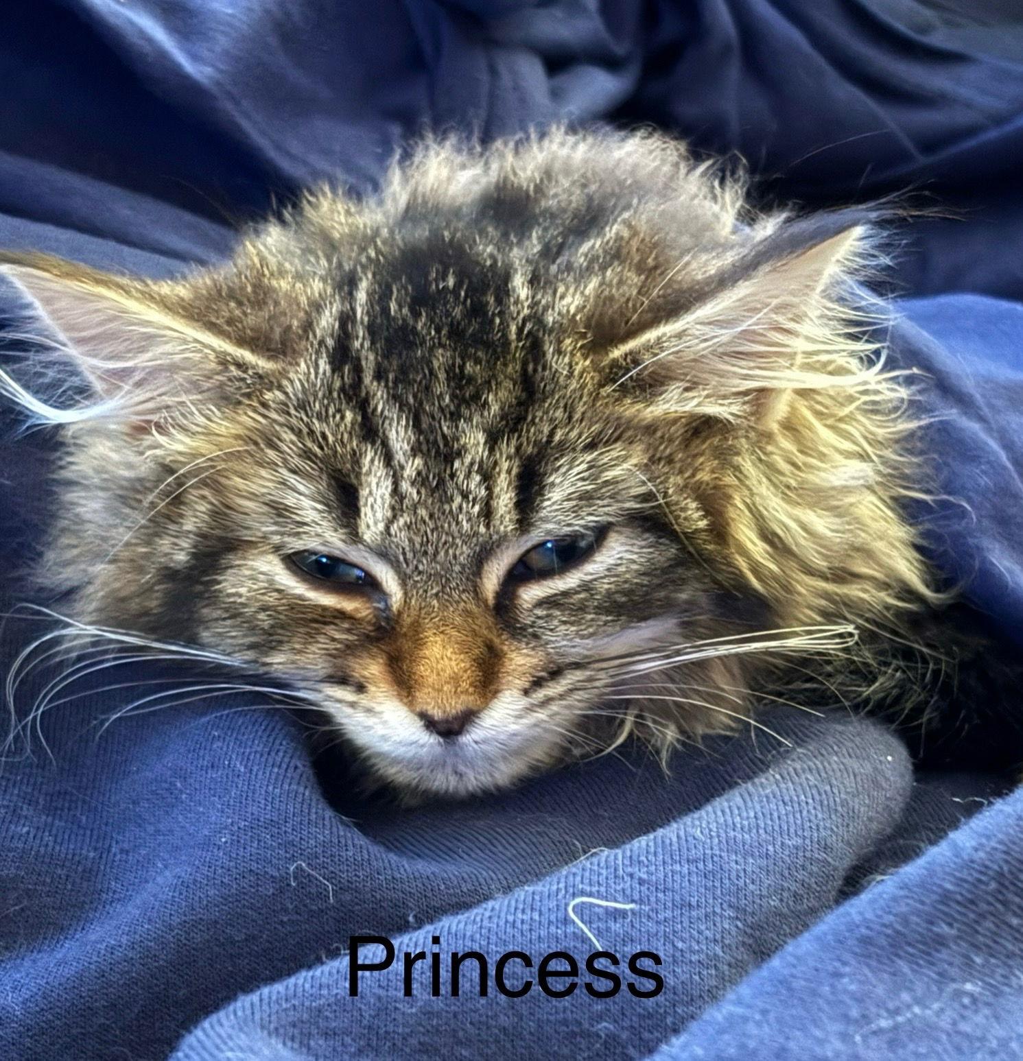Enlarge Princess Teeny Taffy: Not at shelter (Jordan), a Adopted Maine Coon in Rustburg, VA image 2/3