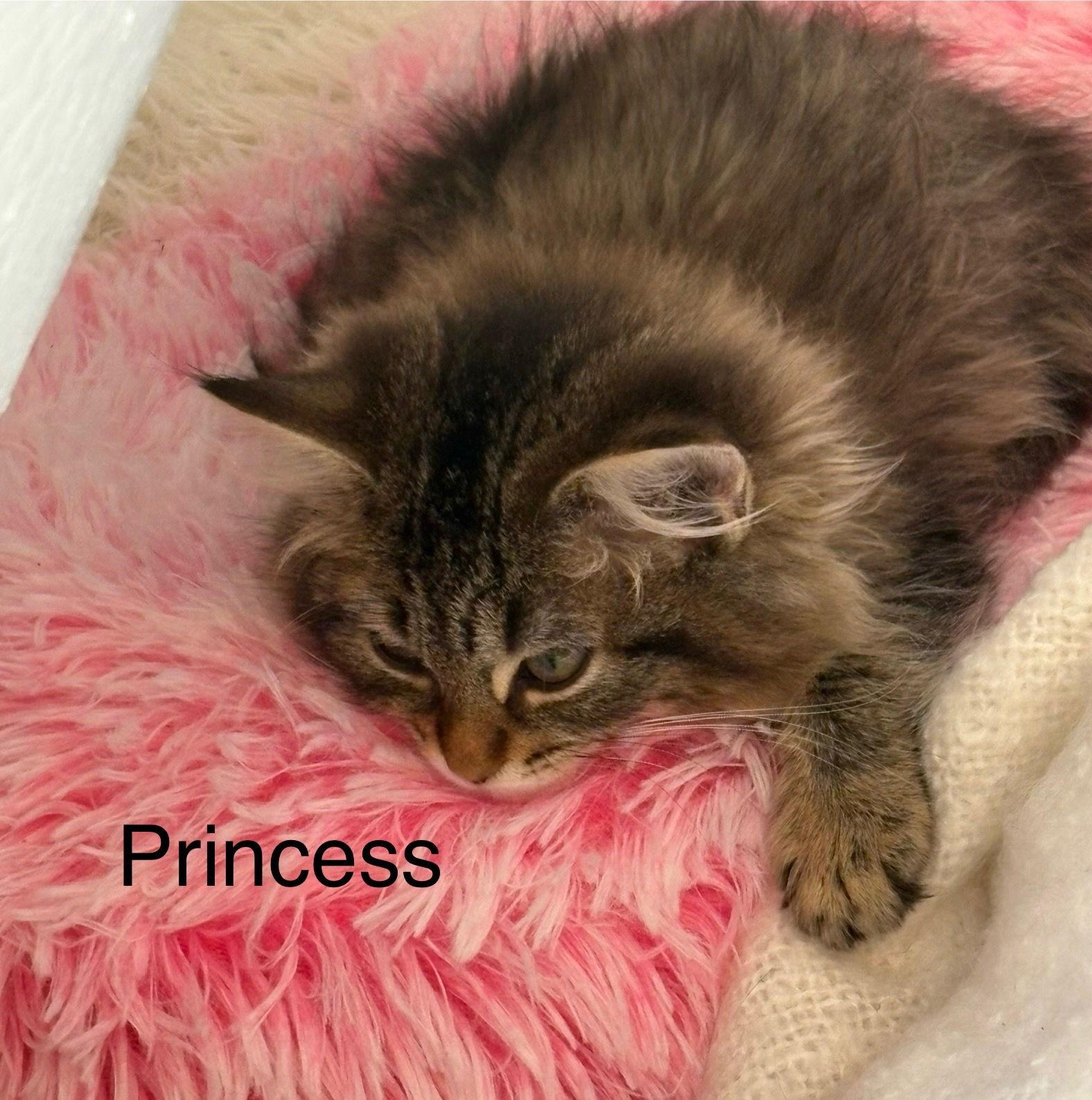 Enlarge Princess Teeny Taffy: Not at shelter (Jordan), a Adopted Maine Coon in Rustburg, VA image 3/3