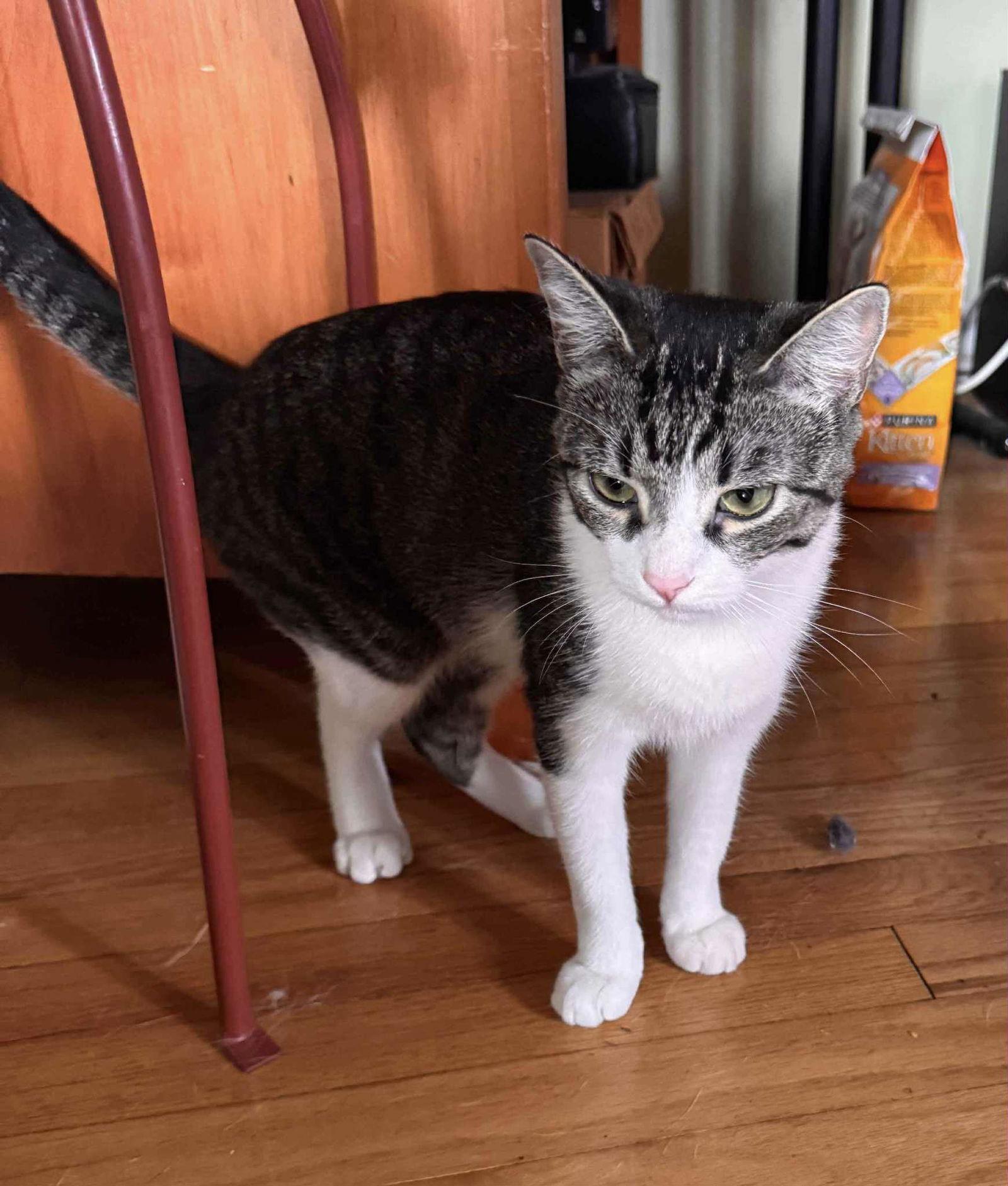 Condesa, Adoptable, Adult Female Domestic Short Hair.