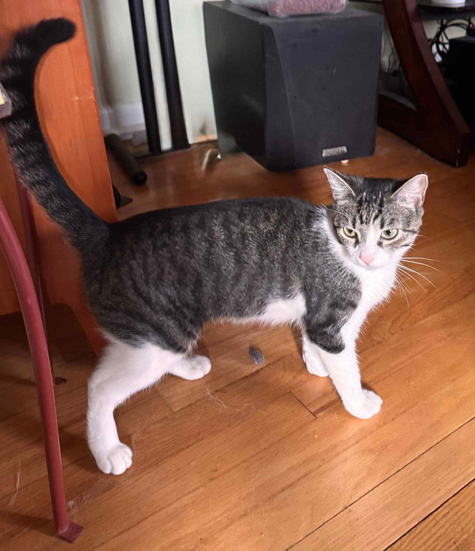 Condesa, a Adoptable Domestic Short Hair in Trenton, NJ image 2/3