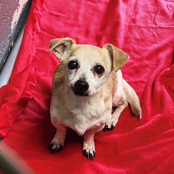 Enlarge Beatrix, an adopted Chihuahua in Long Beach, WA image 2/2