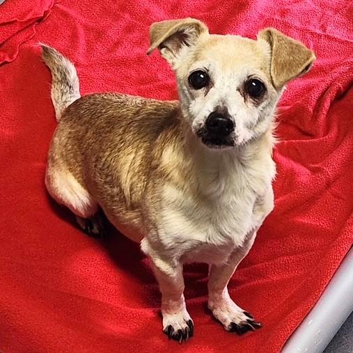 Beatrix, adopted, Adult Female Chihuahua.