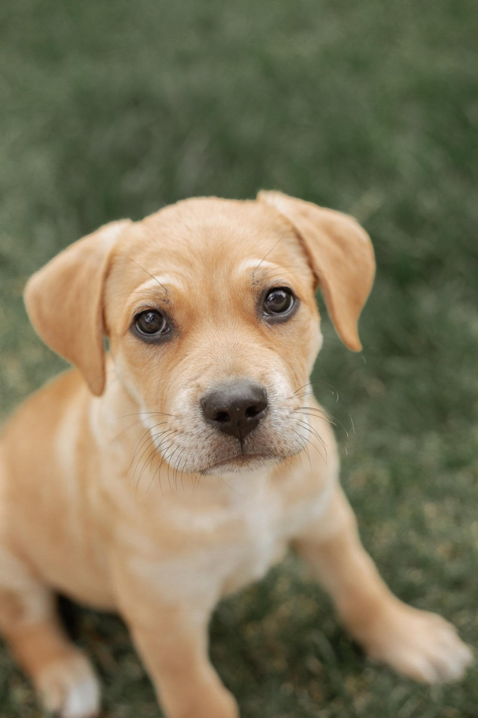 Enlarge Nelson, a Adopted mixed breed in Fullerton, CA image 1/3