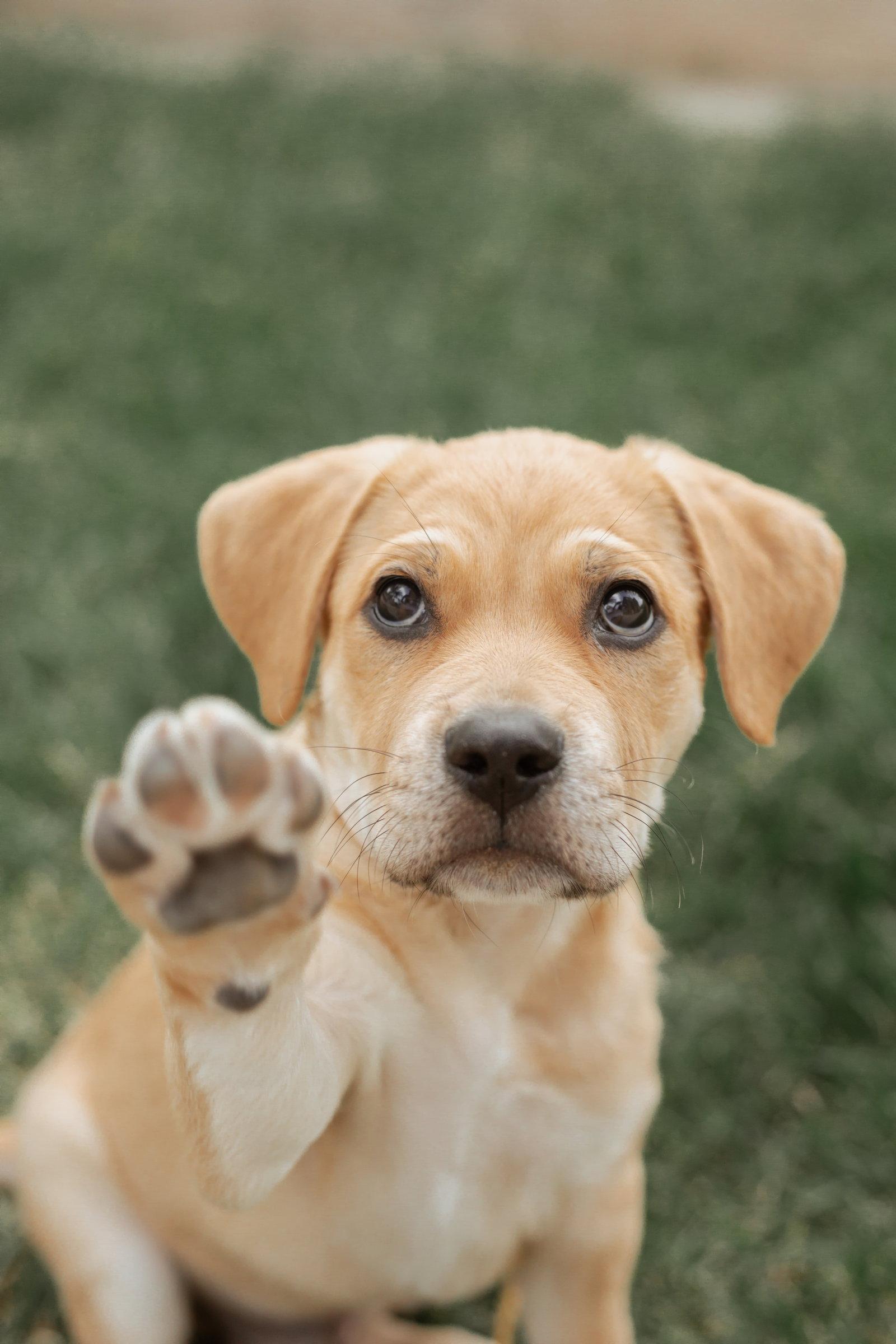 Enlarge Nelson, a Adopted mixed breed in Fullerton, CA image 2/3