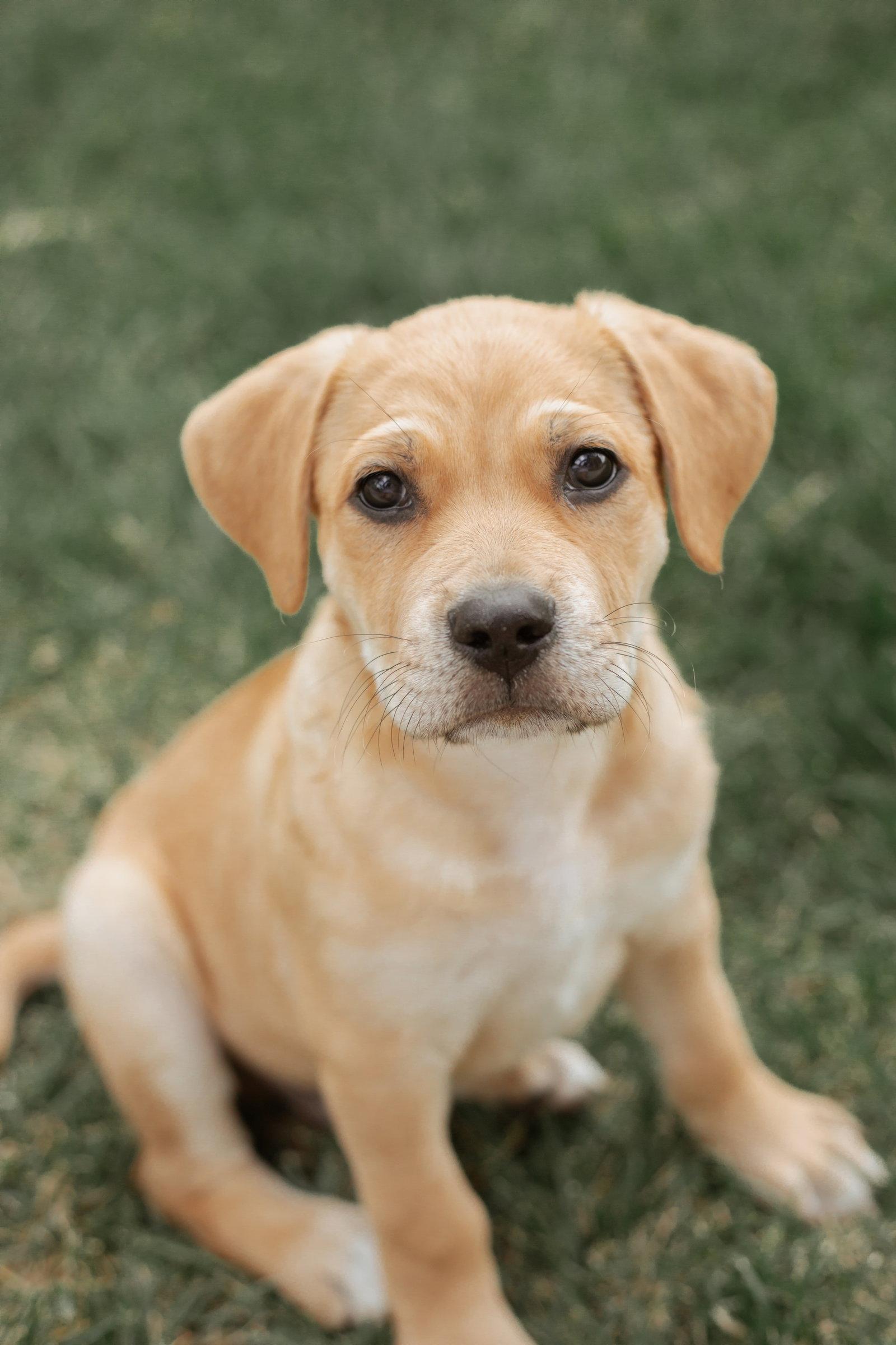 Enlarge Nelson, a Adopted mixed breed in Fullerton, CA image 3/3